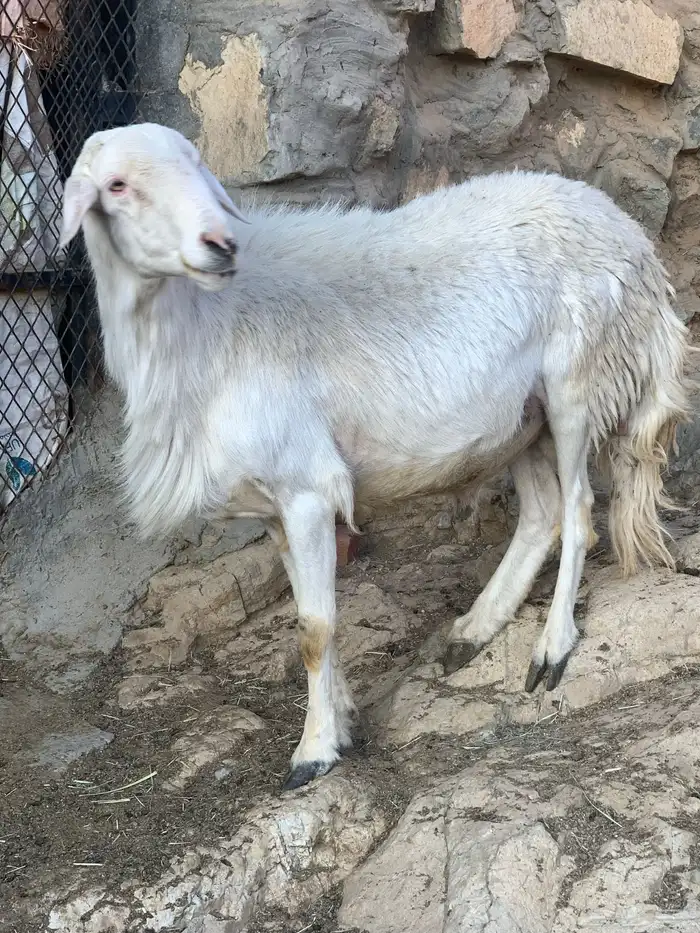 خروف  تيسين فحول 0