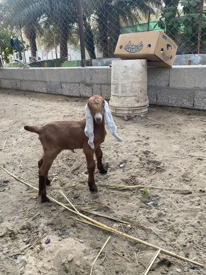 للبيع عنز مشروكه 0