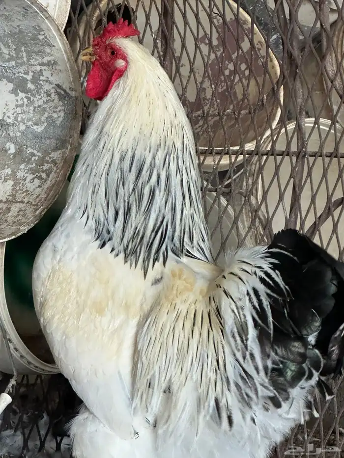 متوفر دجاج براهما وصيصان 1