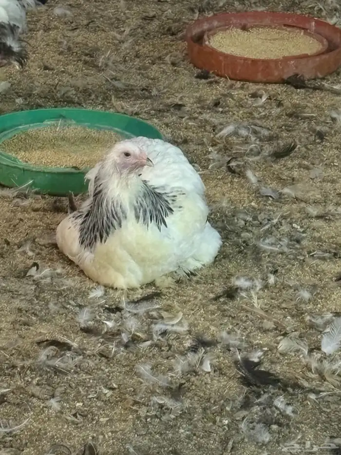 دجاج براهما كولمبي بياض 2