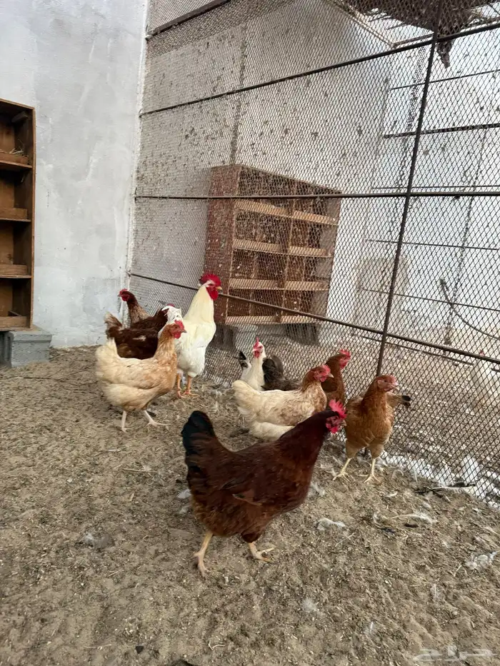 أطباق بيض دجاج (كوملبي-تركي-فرنسي-لوهمان) 2