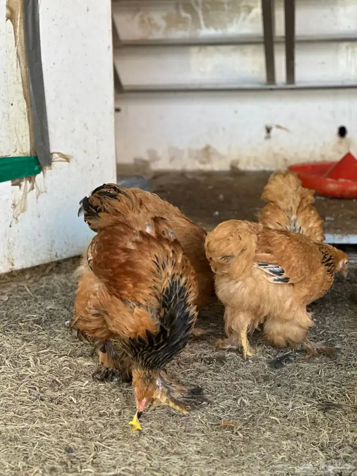 صوص براهما 7