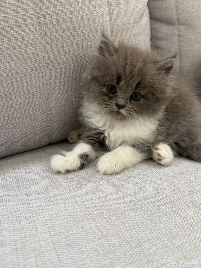 قطط شيرازي هاف بيكي 0