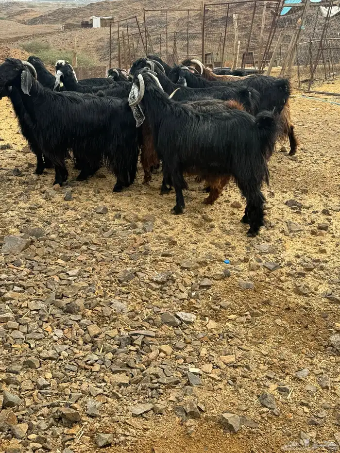 معزا عوارض 0