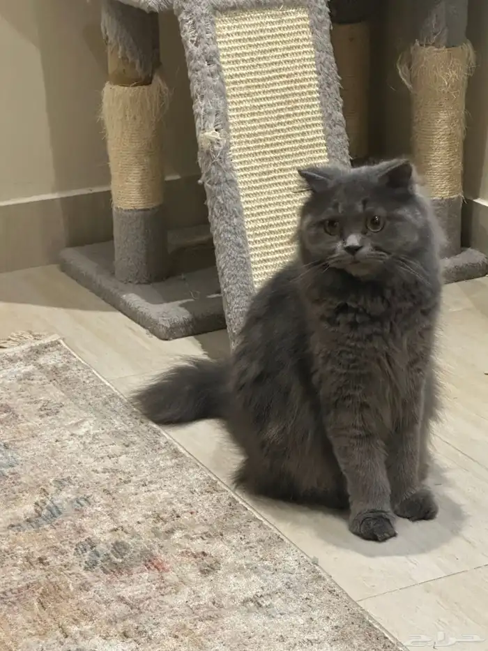 قطه للتبني 1