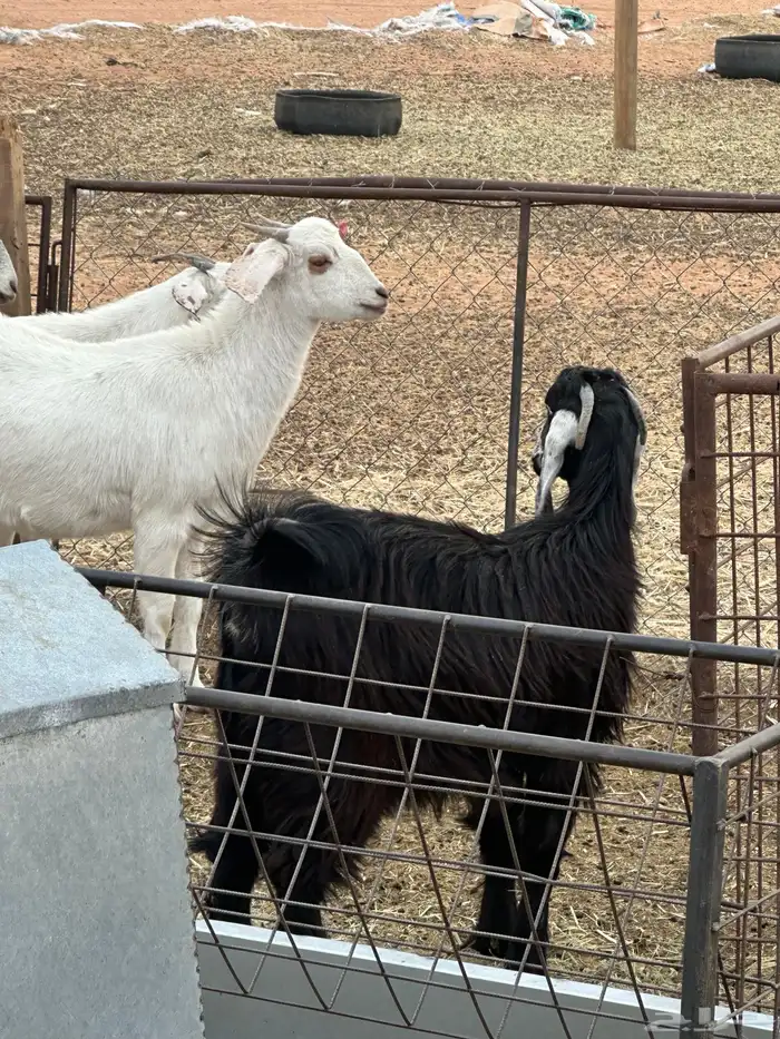 جفرات مقاني ولا ذبح طيبات 17