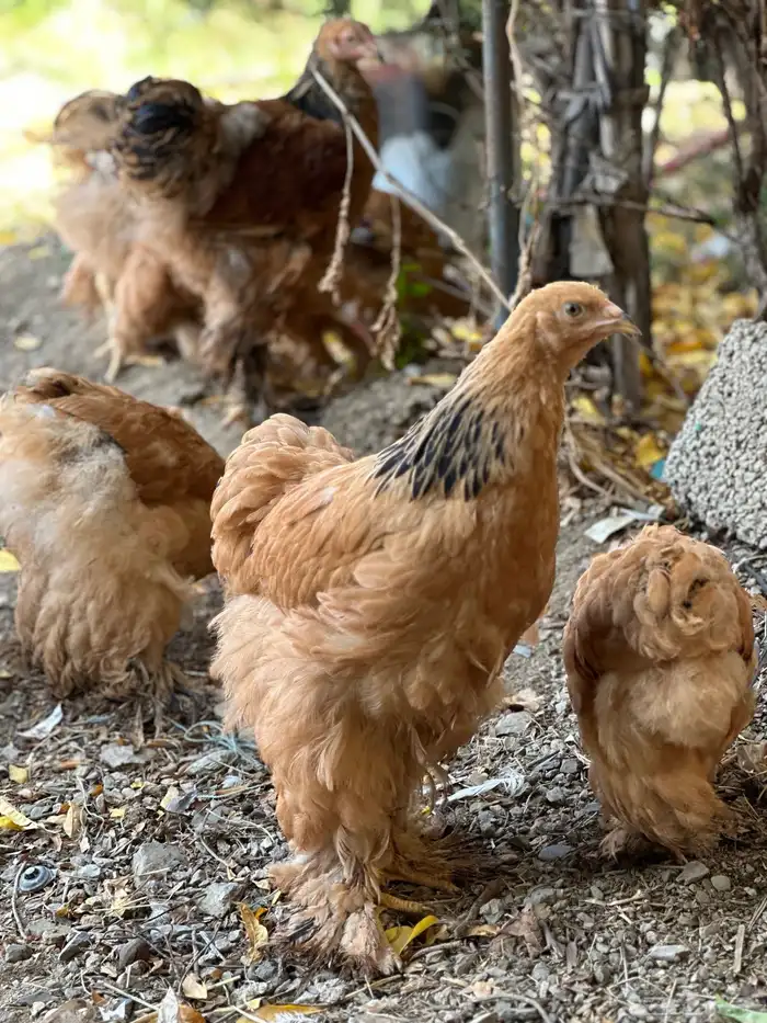 صوص براهما 41