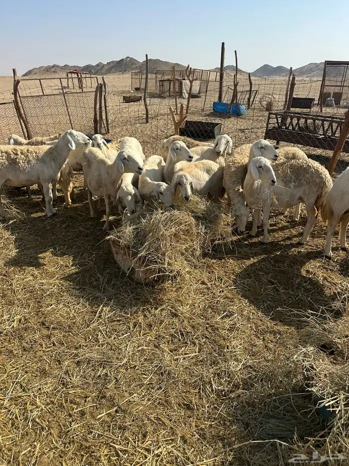 ضان 30 بفحلها تحتها 5 4