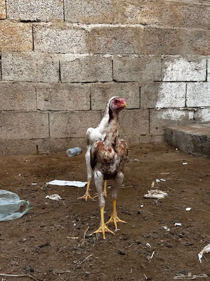 فرختين شامو سندي 0