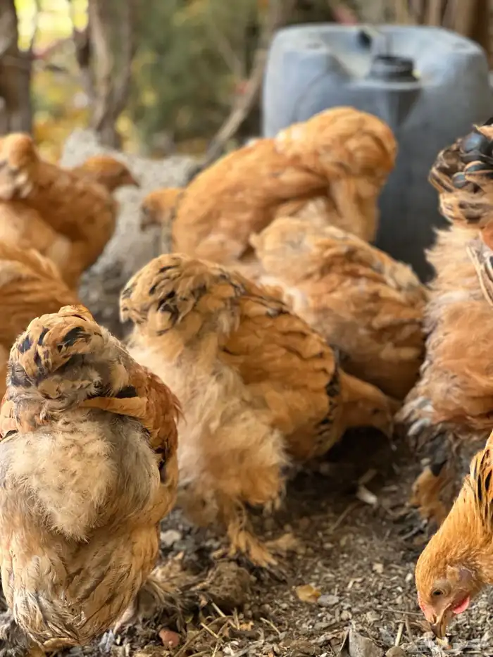 صوص براهما 31