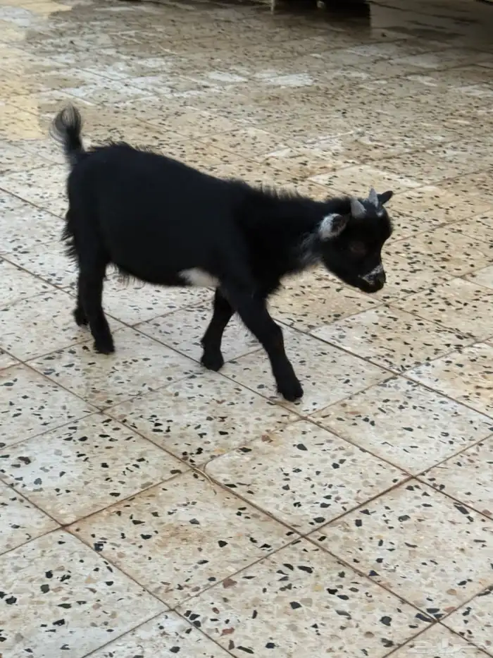 للبيع تيوس قزم 12