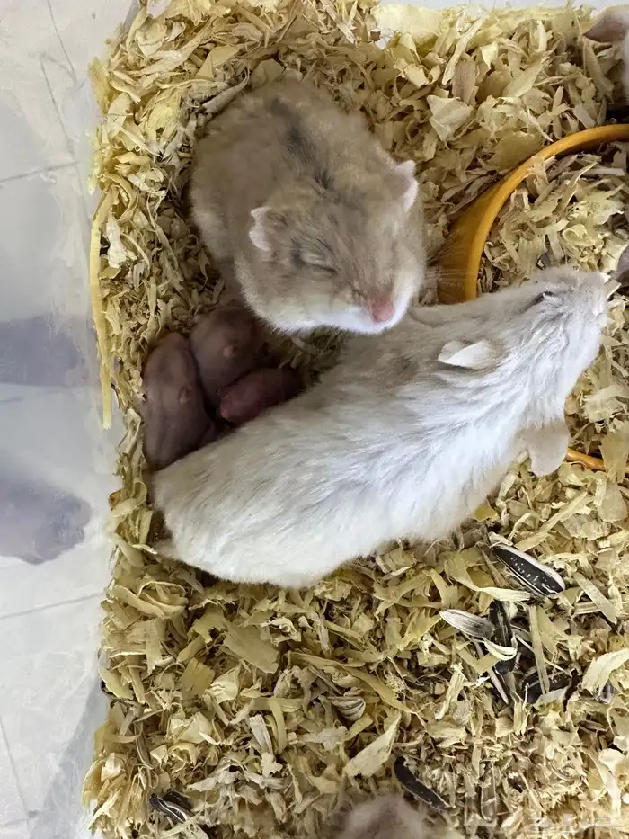 هامستر روسي للإنتاج 0