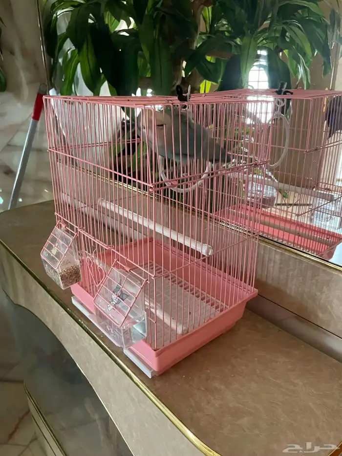 طير روز للبيع اليف عمره خمس شهور 0