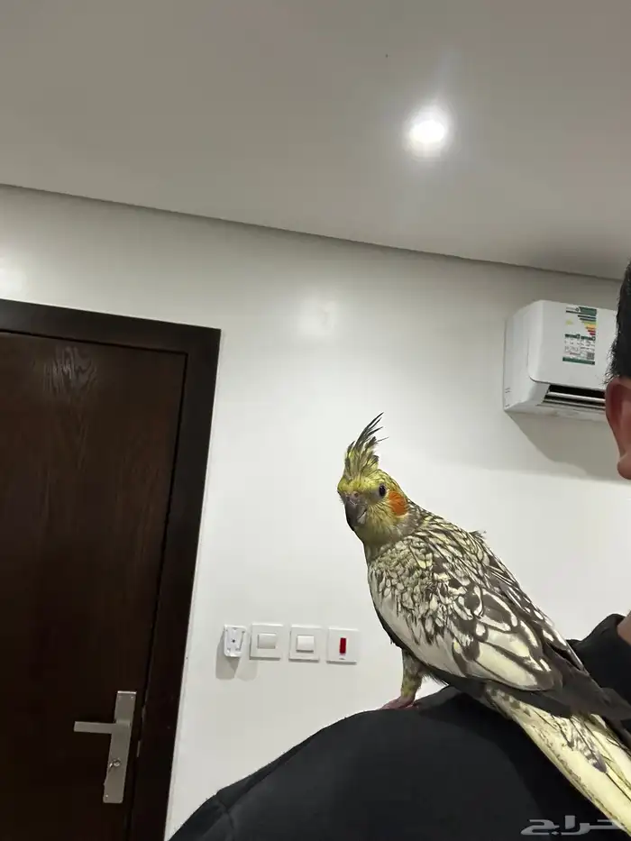 كروان بيرل العمر 8 شهور 5