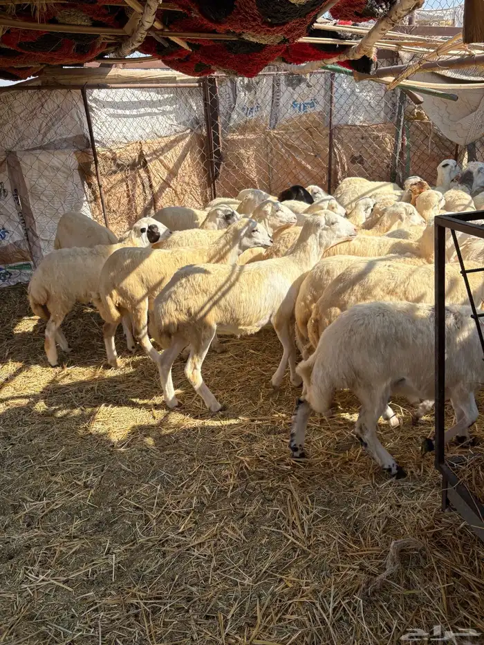 بهم مهجن سمان 1