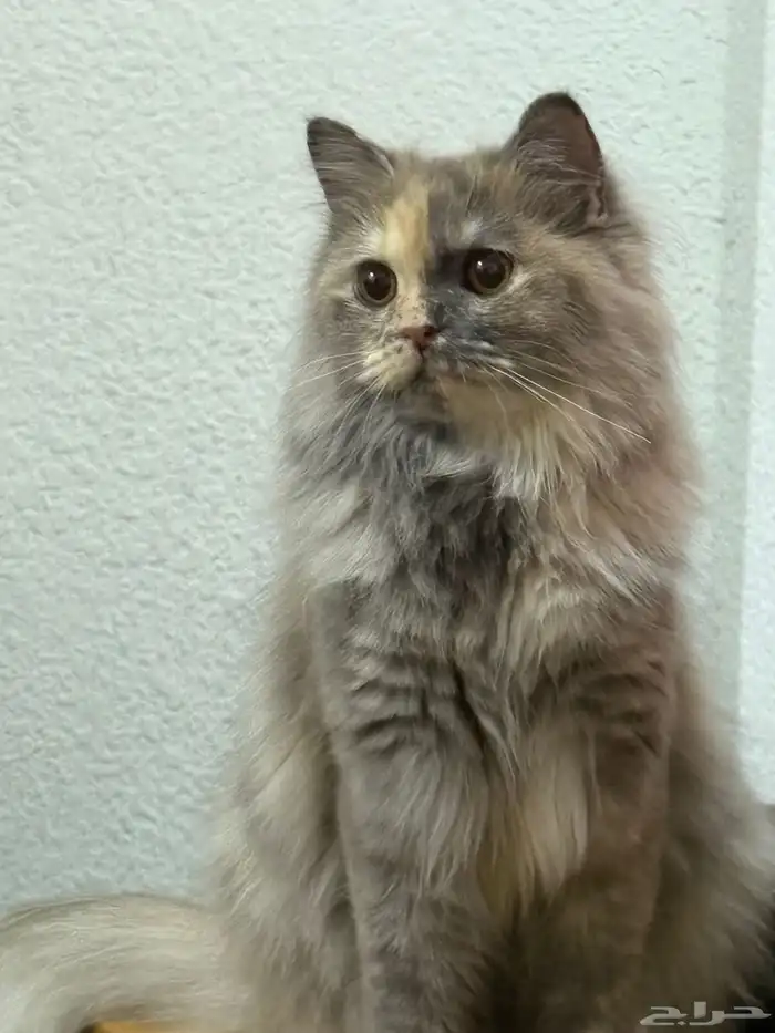 قطه شيرازي طالبه تزاوج 1