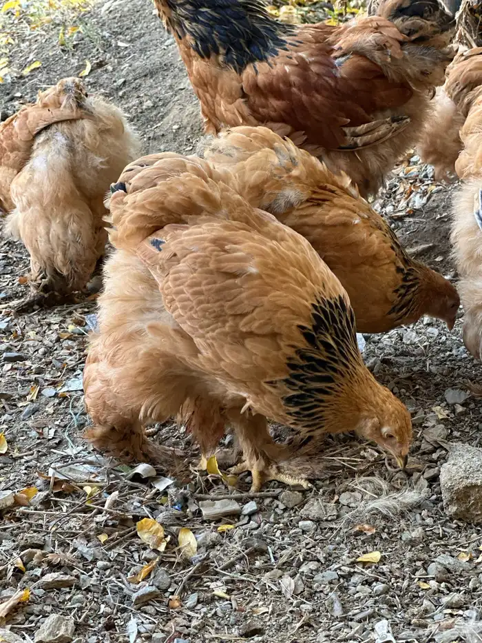 صوص براهما 22