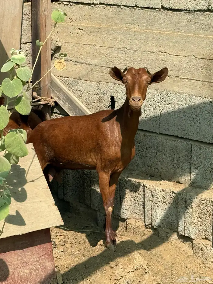 غنم جذعان نظيفه ومشروطه 0