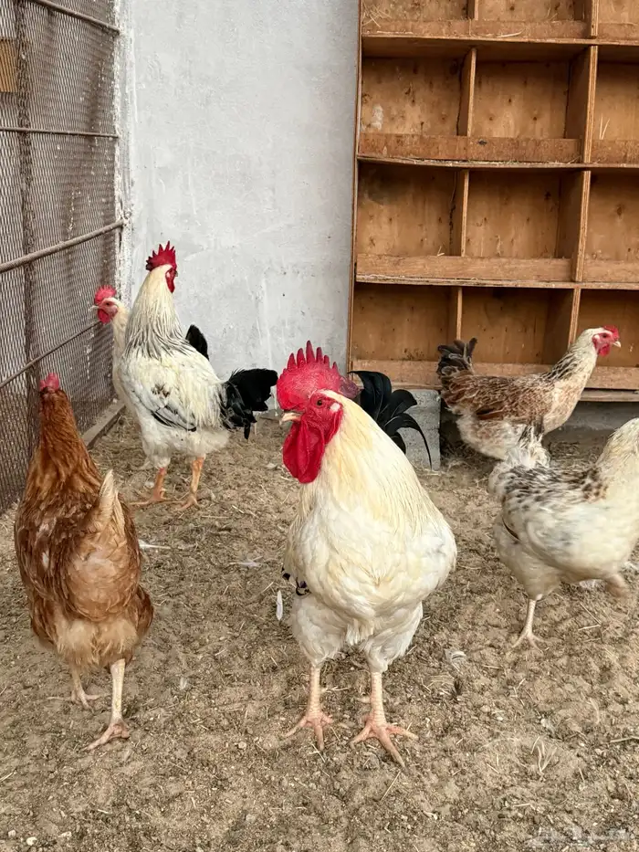 أطباق بيض دجاج (كوملبي-تركي-فرنسي-لوهمان) 8