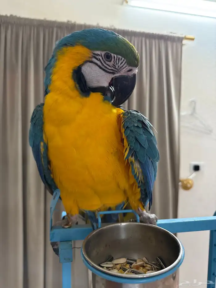 ببغاء مكاو متكلم وهدد داخلي 0