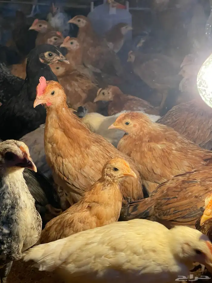 دجاج بلدي من شهرين ونص لثلاثه 2