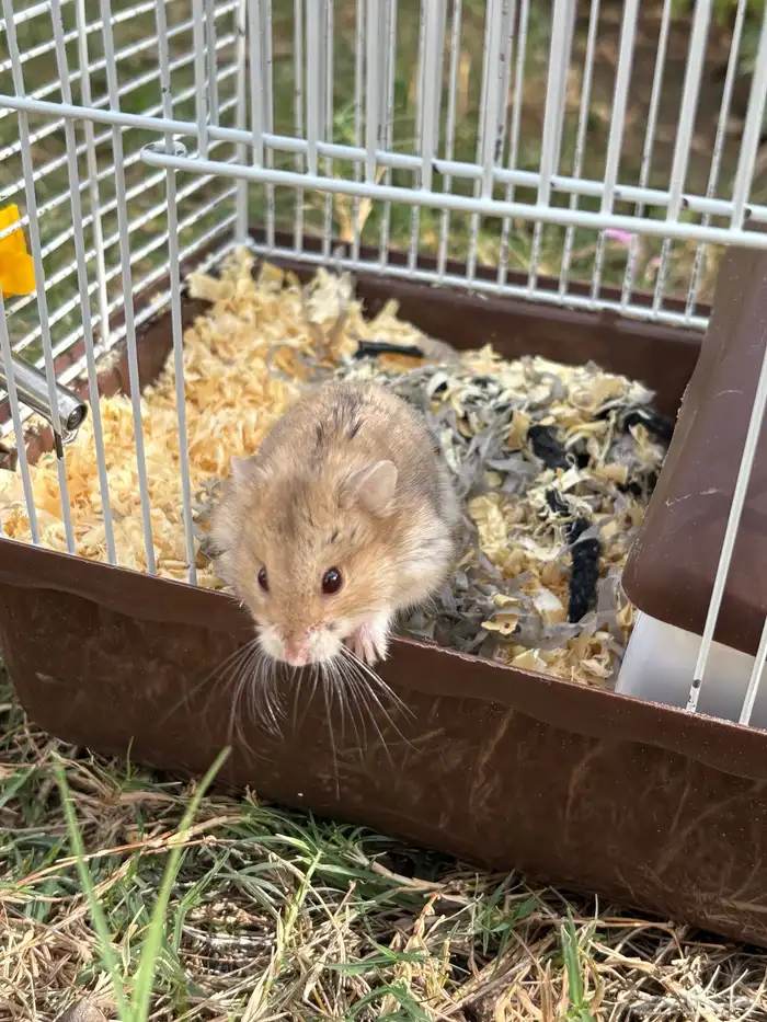 هامستر روسي للبيع ( انثى ) ذهبي 6