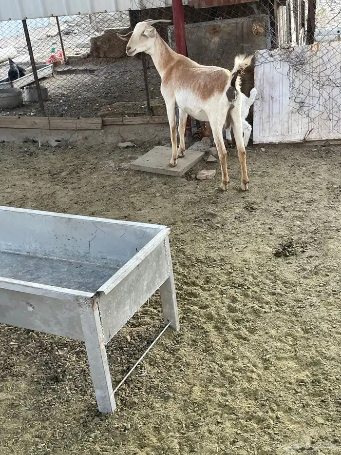 عنز تحتها تيس 2