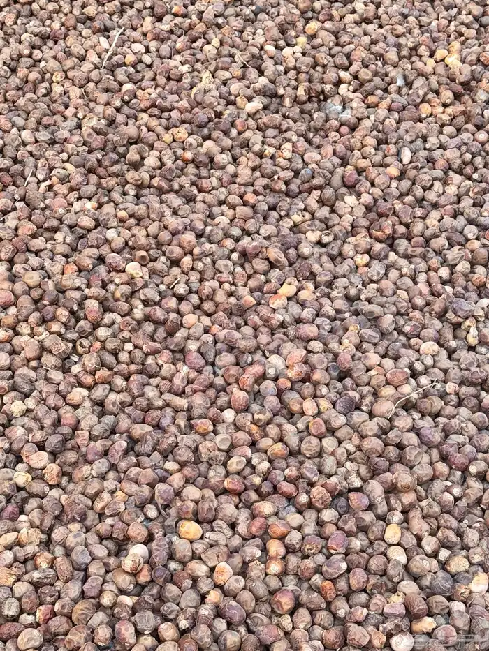 تمر نفيع جديد للمواشي 3