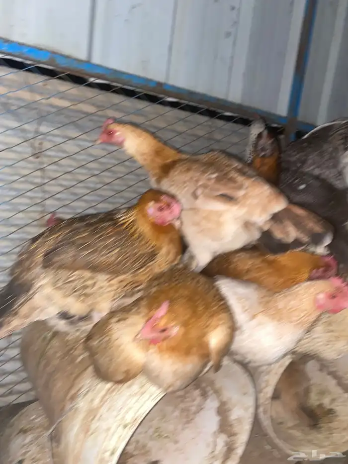 دجاج بلدي فواتح حمر 6