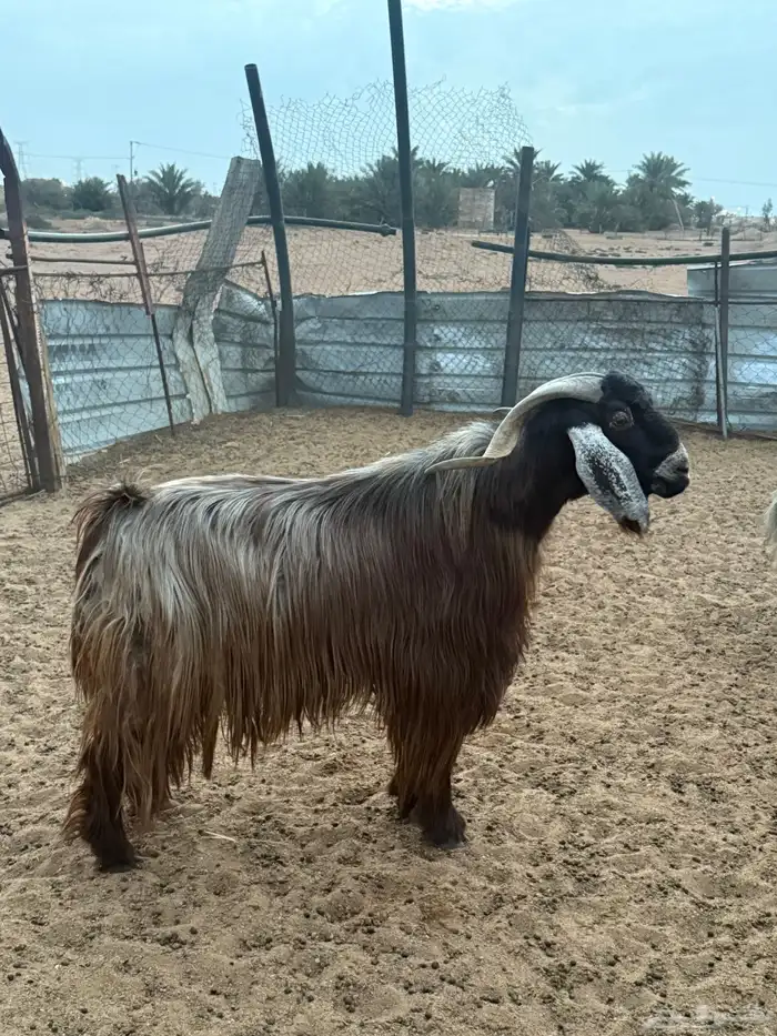 تيس المعزا فحل شرط القريع شرط الشرط العمر 5 سنوات 1