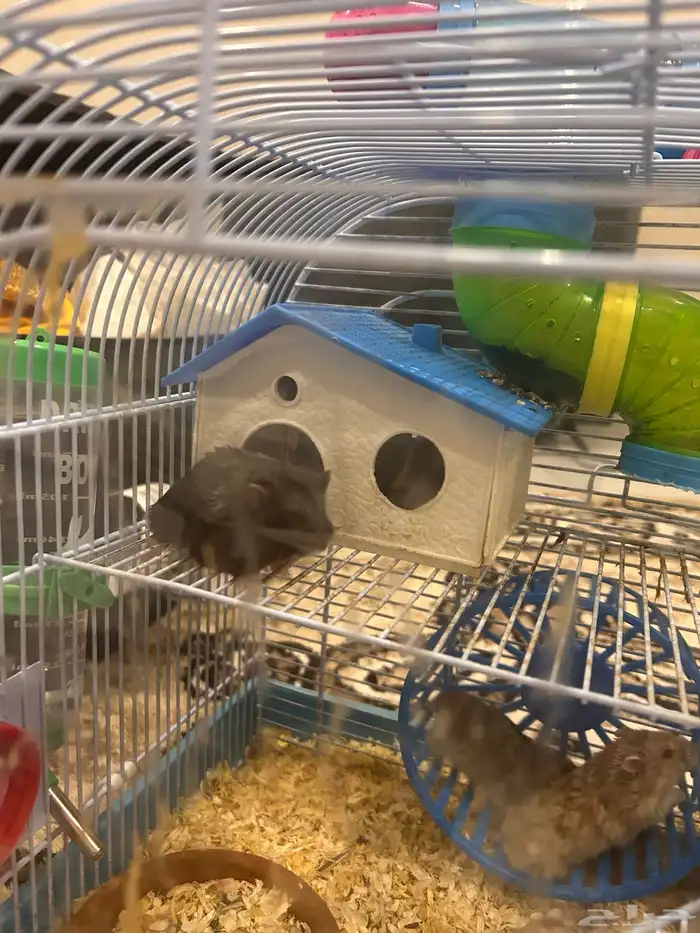 هامستر للبيع 1