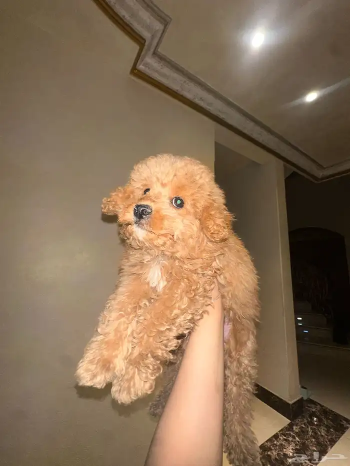 كلب توي بودل عمره شهرين 0