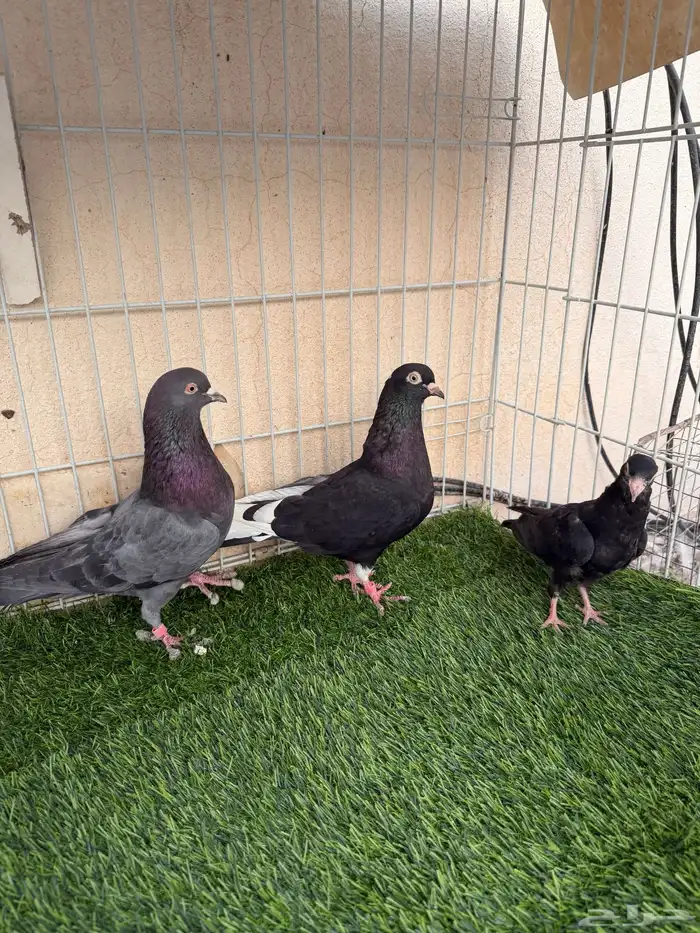 حمام زينة ومشكل عشة 0