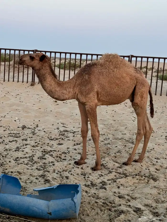 قعود للبيع اللي له نظر 0