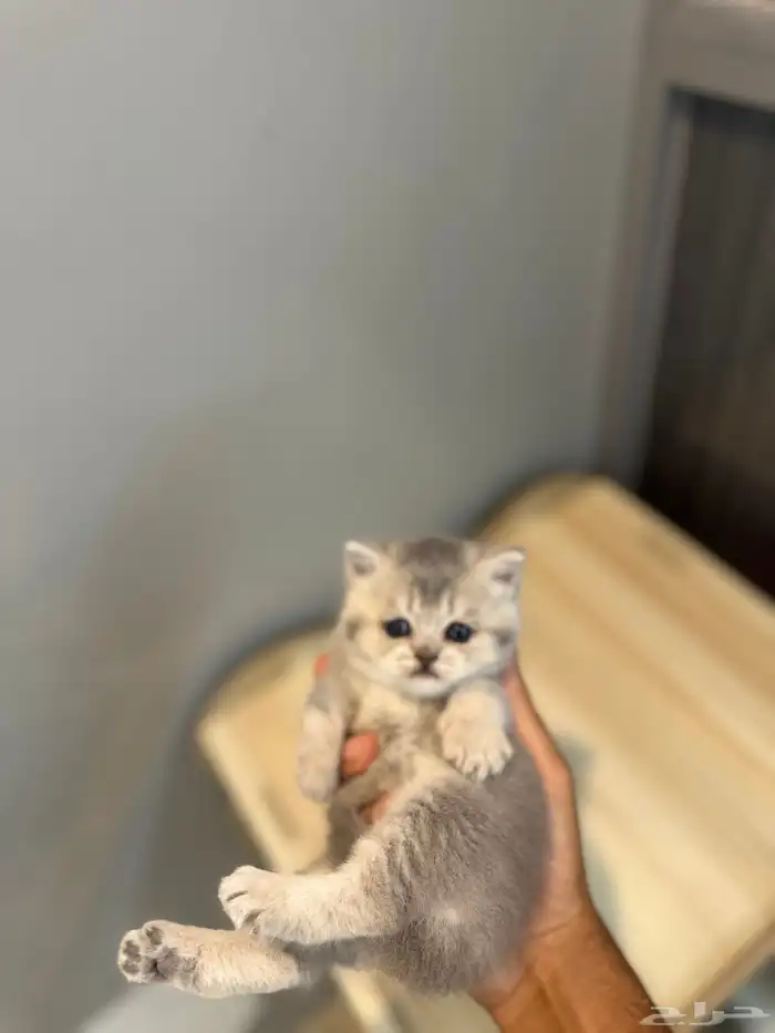 قطه سكوتش فولد ماشاءالله 1