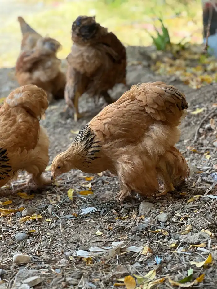 صوص براهما 35