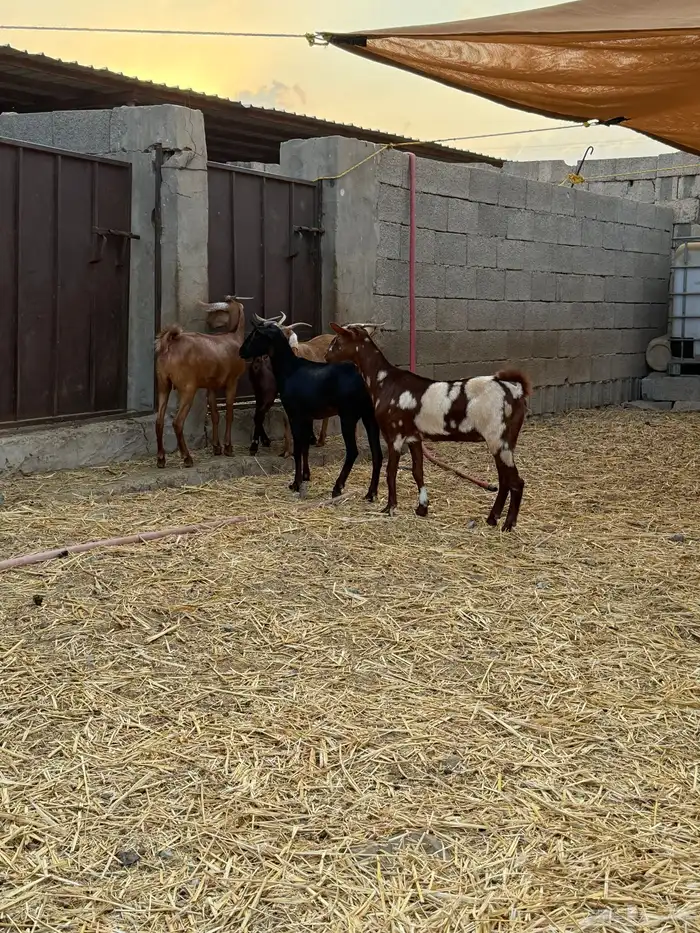 جفار محايليات دهم 3