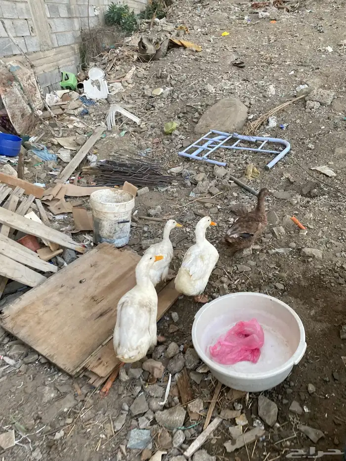 بط مصري وبكيني 1