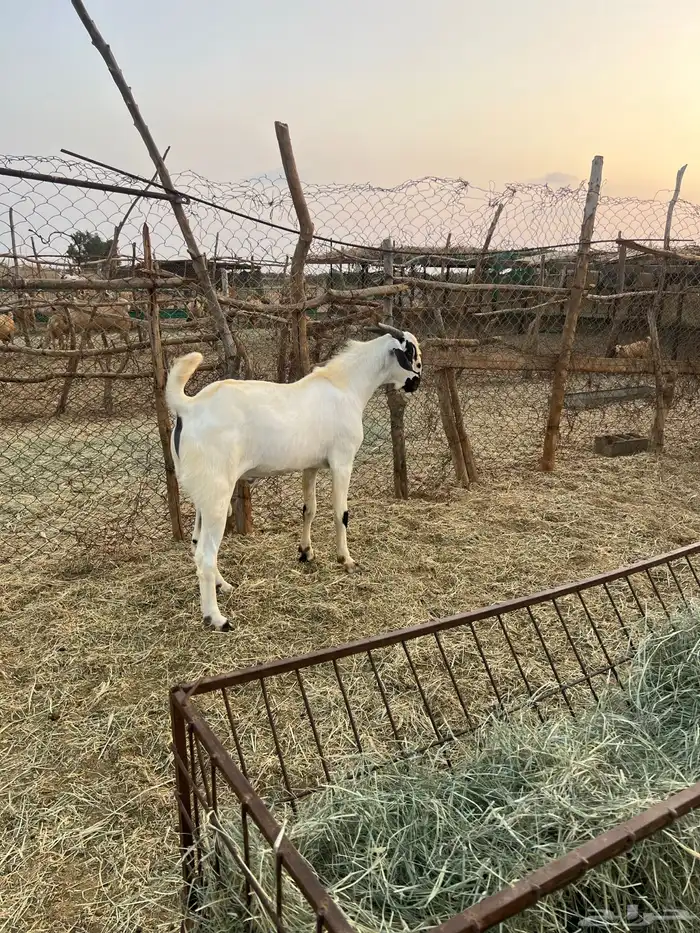 مشروع فحل بيشي صنف ضغط عالي 1