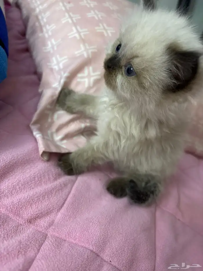 قطه كيتن عمرها 45 يوم. اسمها سكر 0