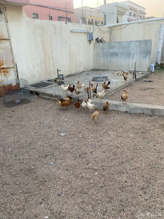 صيصان عمر ثلاث شهور 0