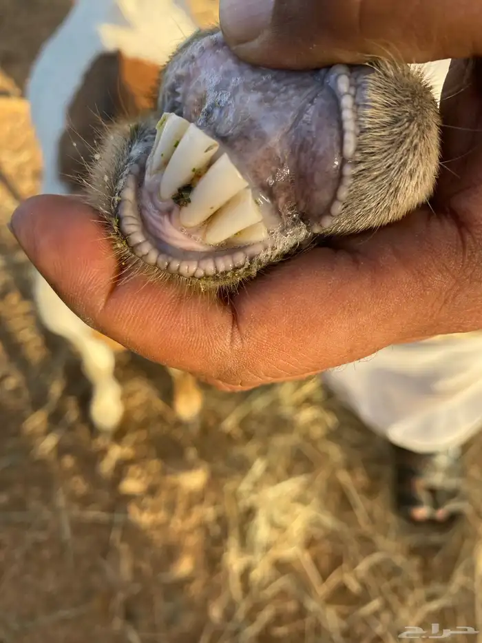 عنز بيشيه خلفه 2