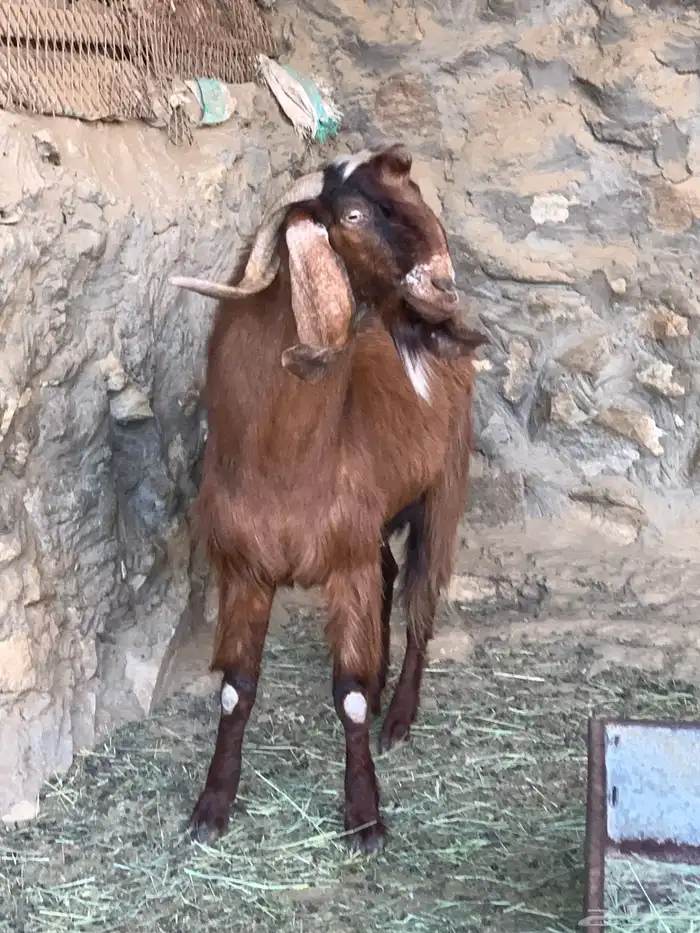 خروف  تيسين فحول 5