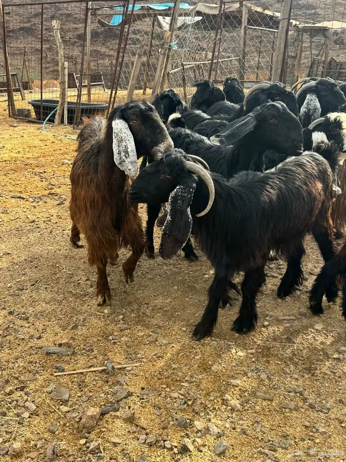 معزا عوارض 4