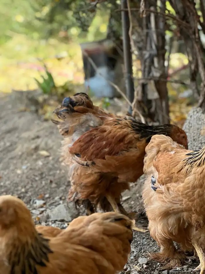 صوص براهما 19