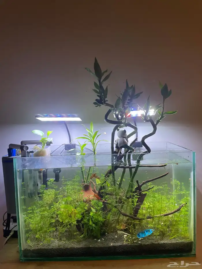 حوض سمك وحلزون ونباتات مائيه 0