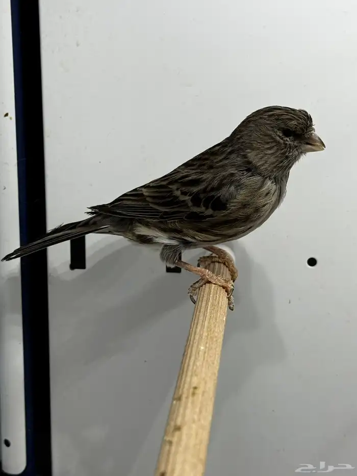 للبيع انثى اوربي جاهزه 0