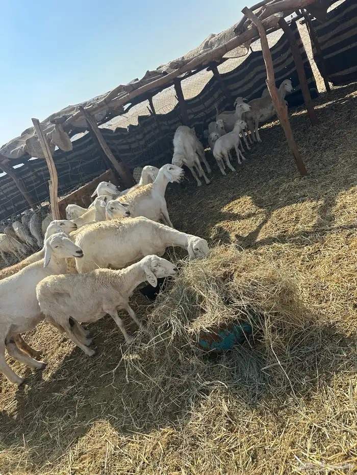 ضان 30 بفحلها تحتها 5 2