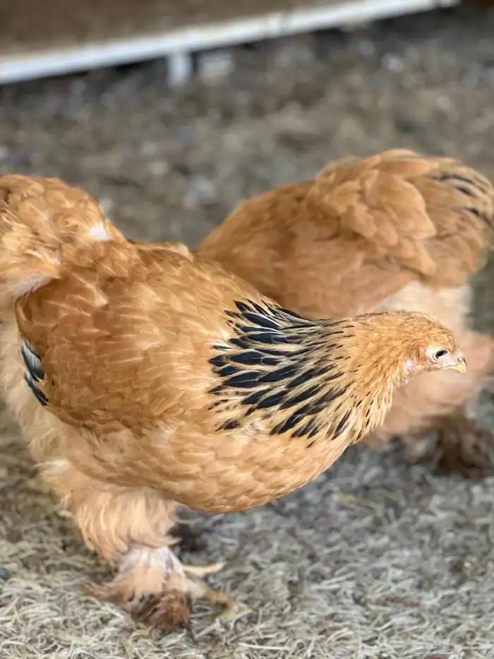 صوص براهما 14