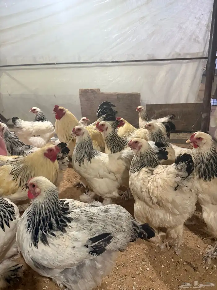 براهما كولمبي كونك 0